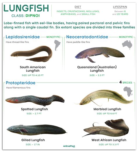 dipnoi fish|Lung Fish and its Types (With Diagram) .